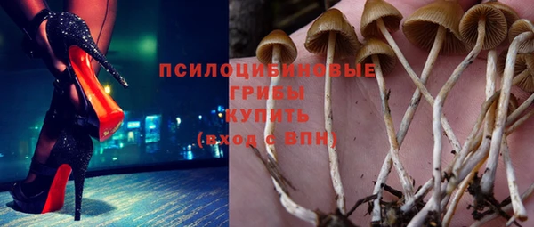 прущие грибы Новокубанск